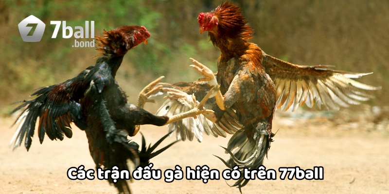 Các trận đấu gà hiện có trên 77ball